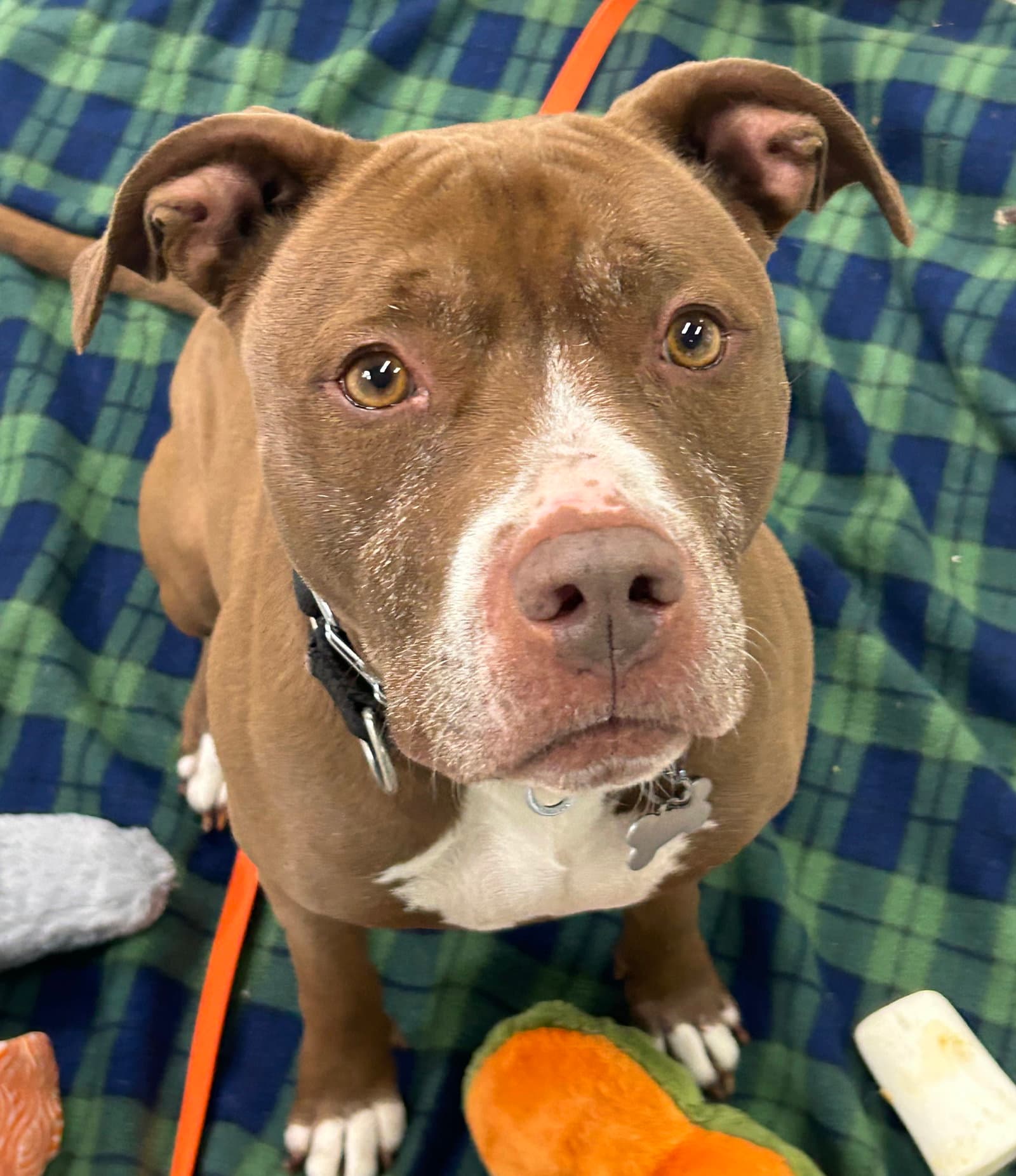 Allie - American Staffordshire Terrier