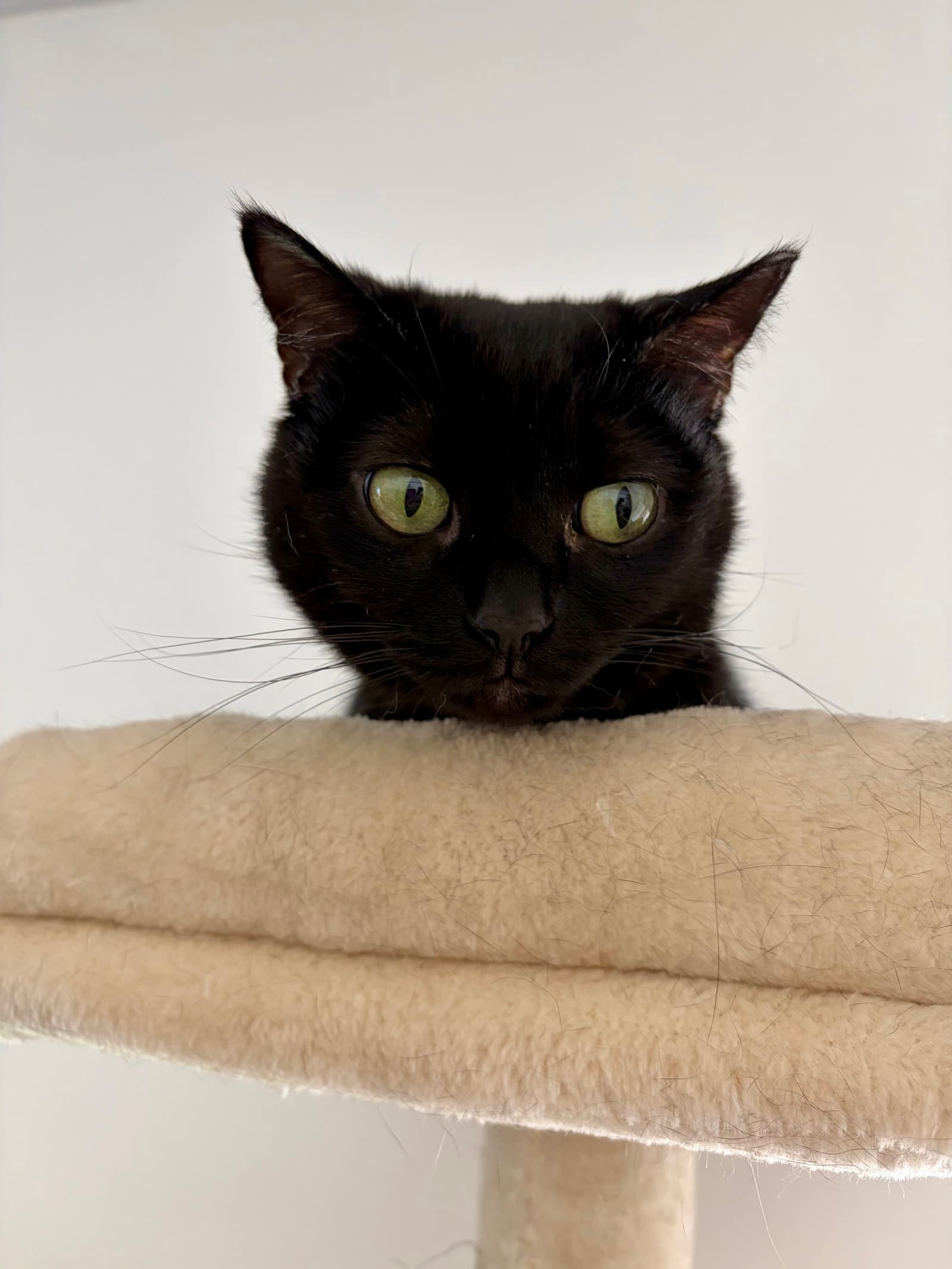 Vienna - Domestic Short Hair
