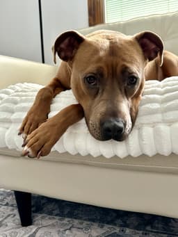 Gigi image 3