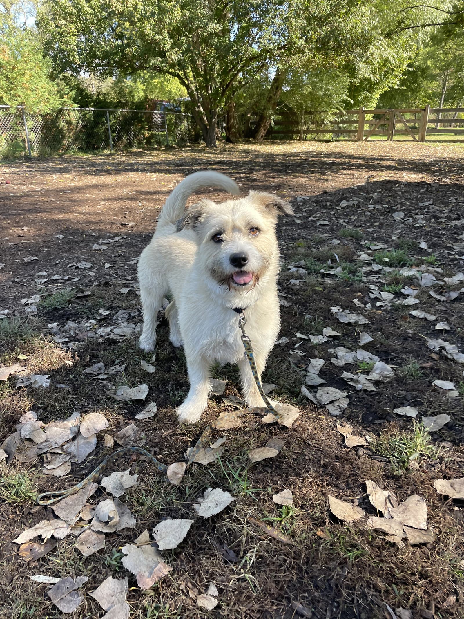 Herbert - Jack Russell Terrier (Parson Russell Terrier)