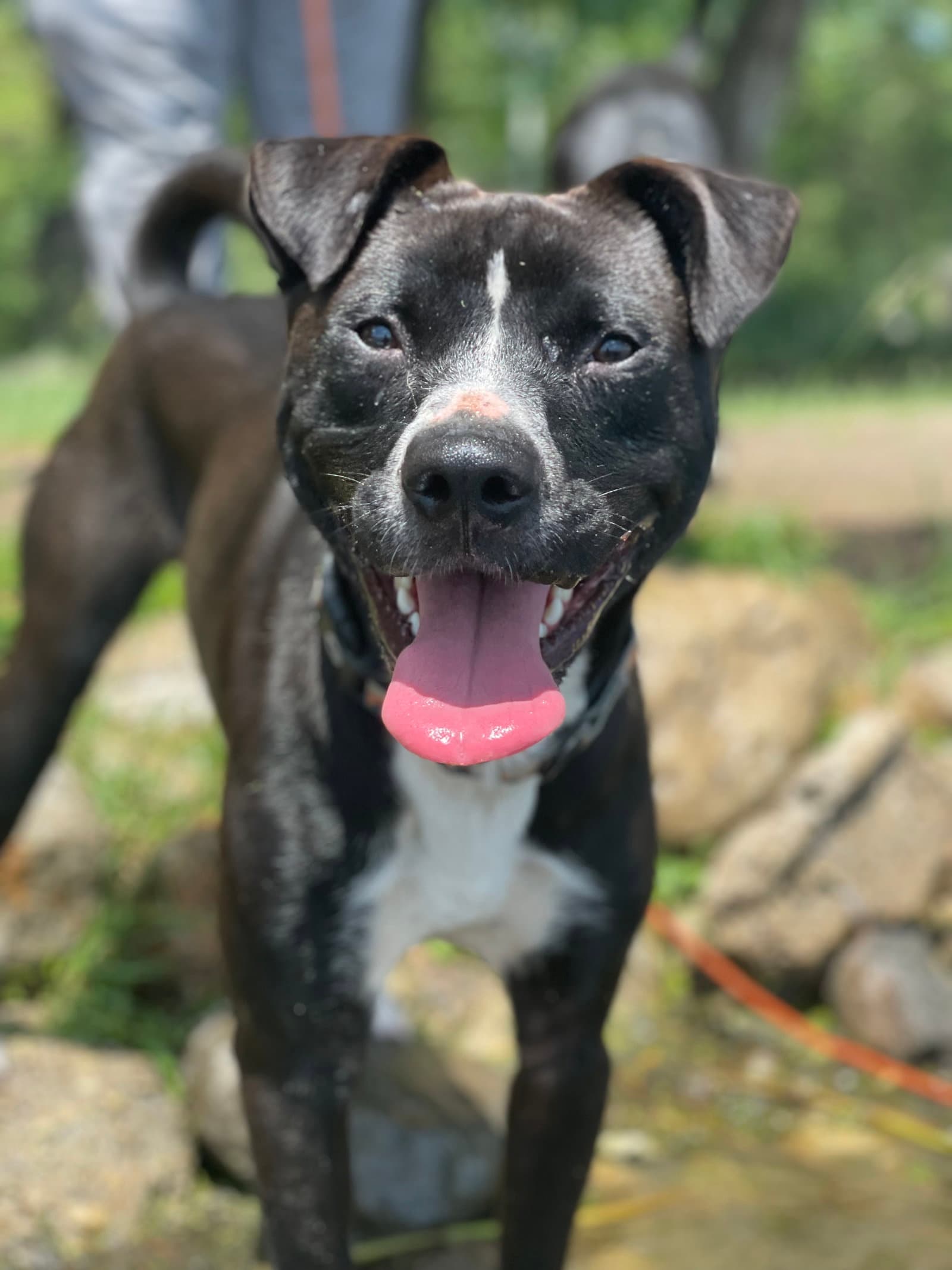 Ace - American Pit Bull Terrier