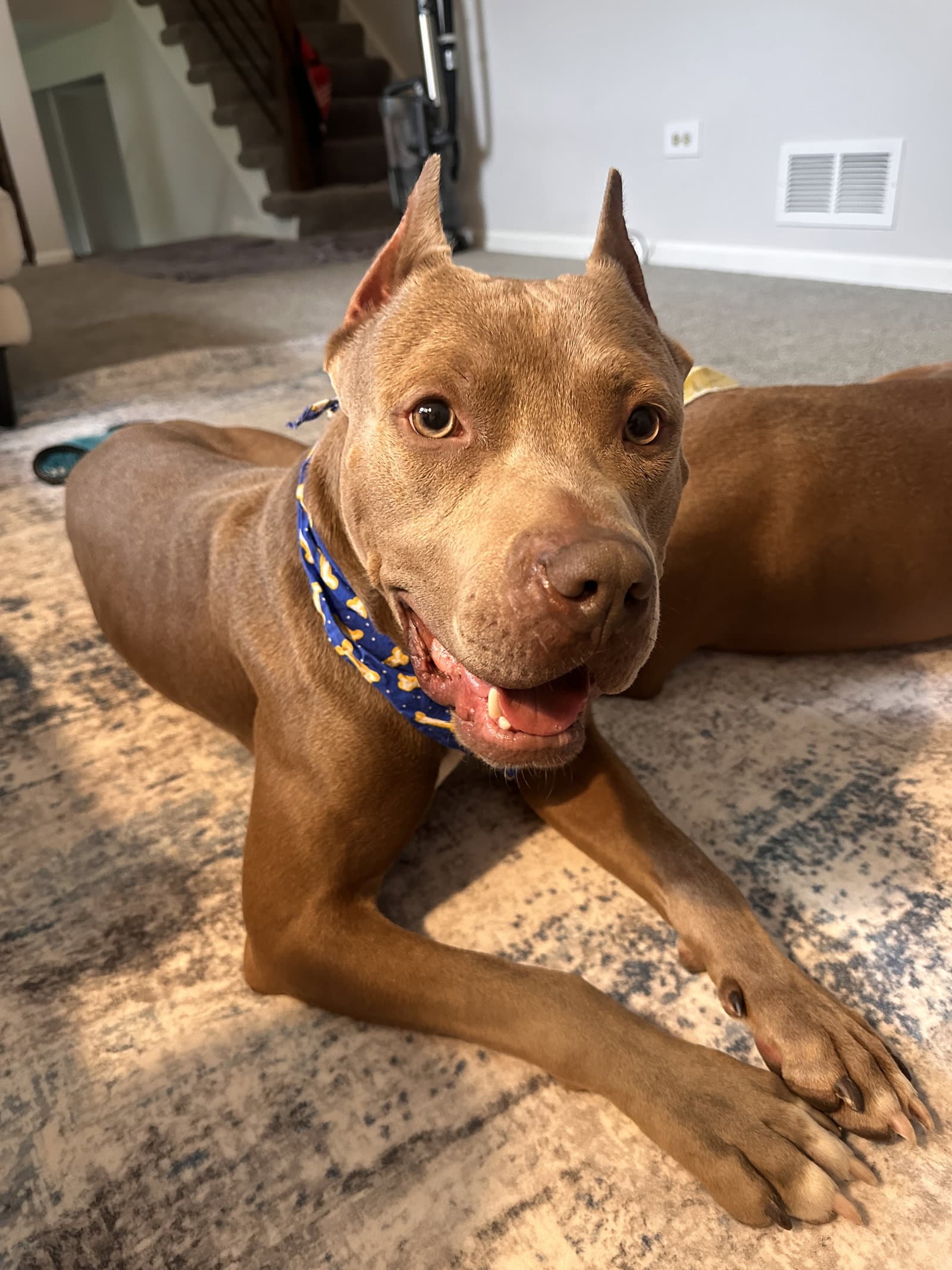 Cobain - American Pit Bull Terrier