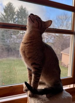 Vega image 1