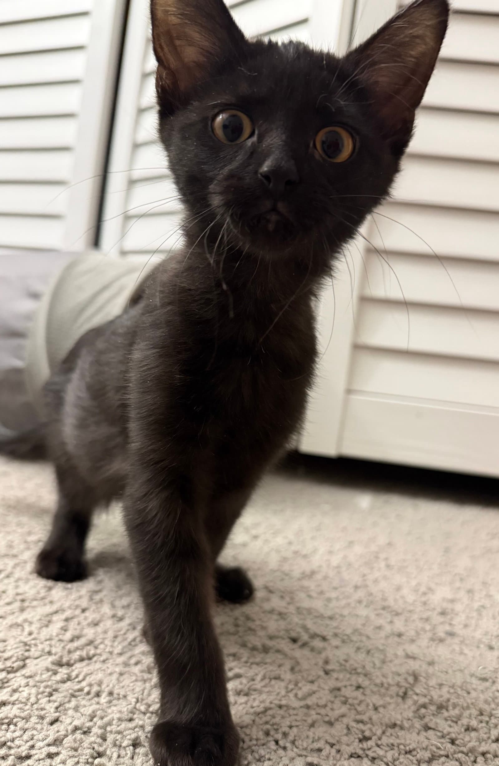 Jet - Domestic Short Hair