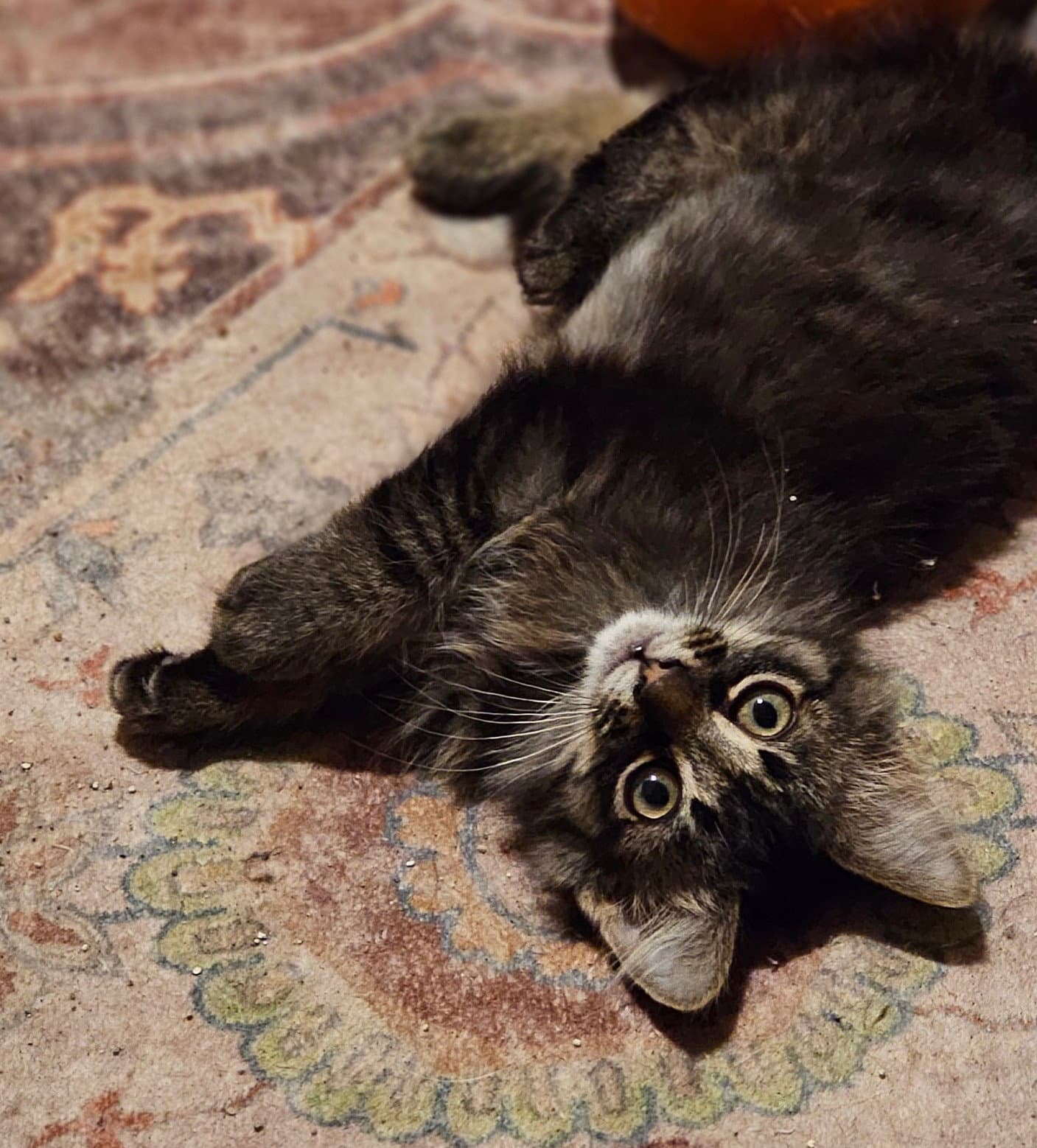 Scruffy - Tabby