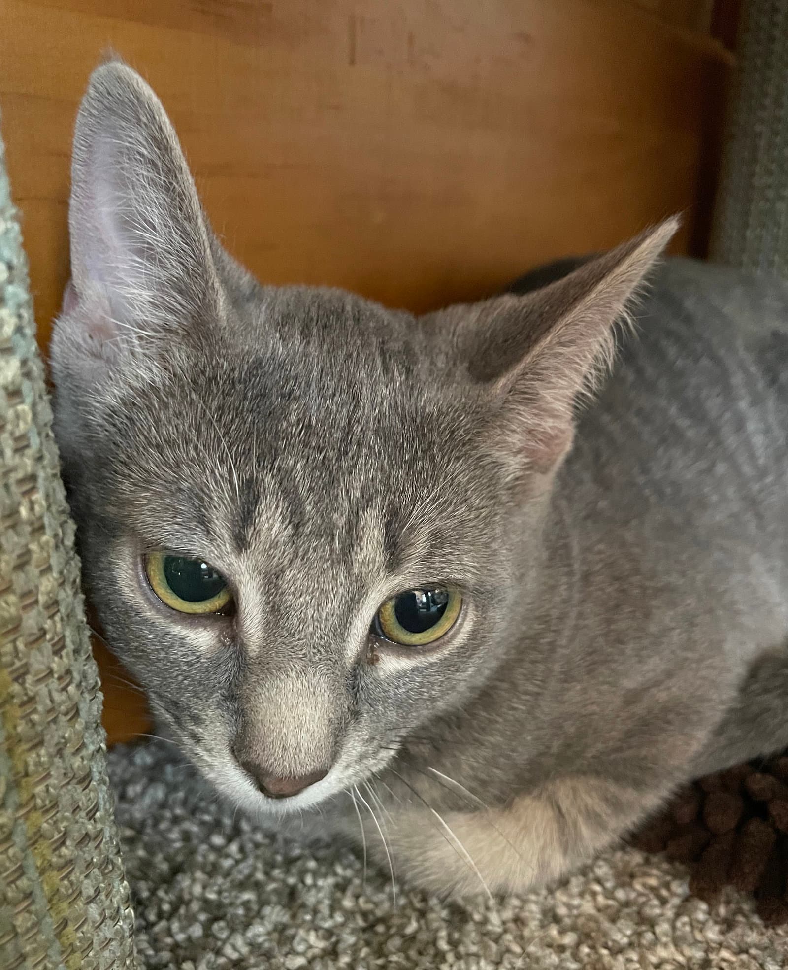 Nyda - Tabby