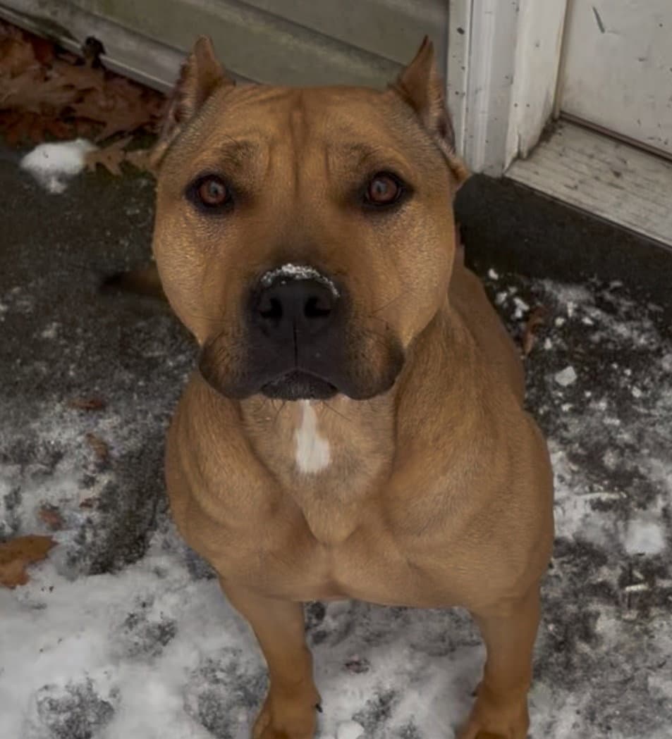 Sugar - American Pit Bull Terrier