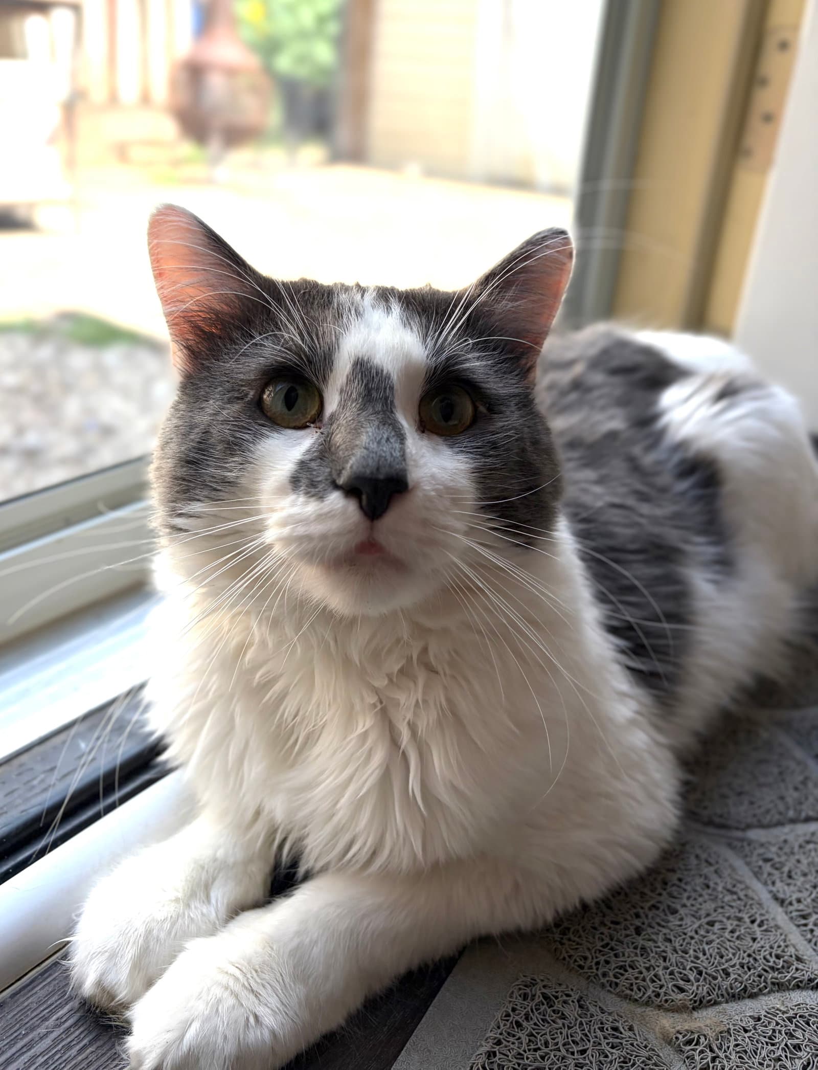 Gramps - Maine Coon