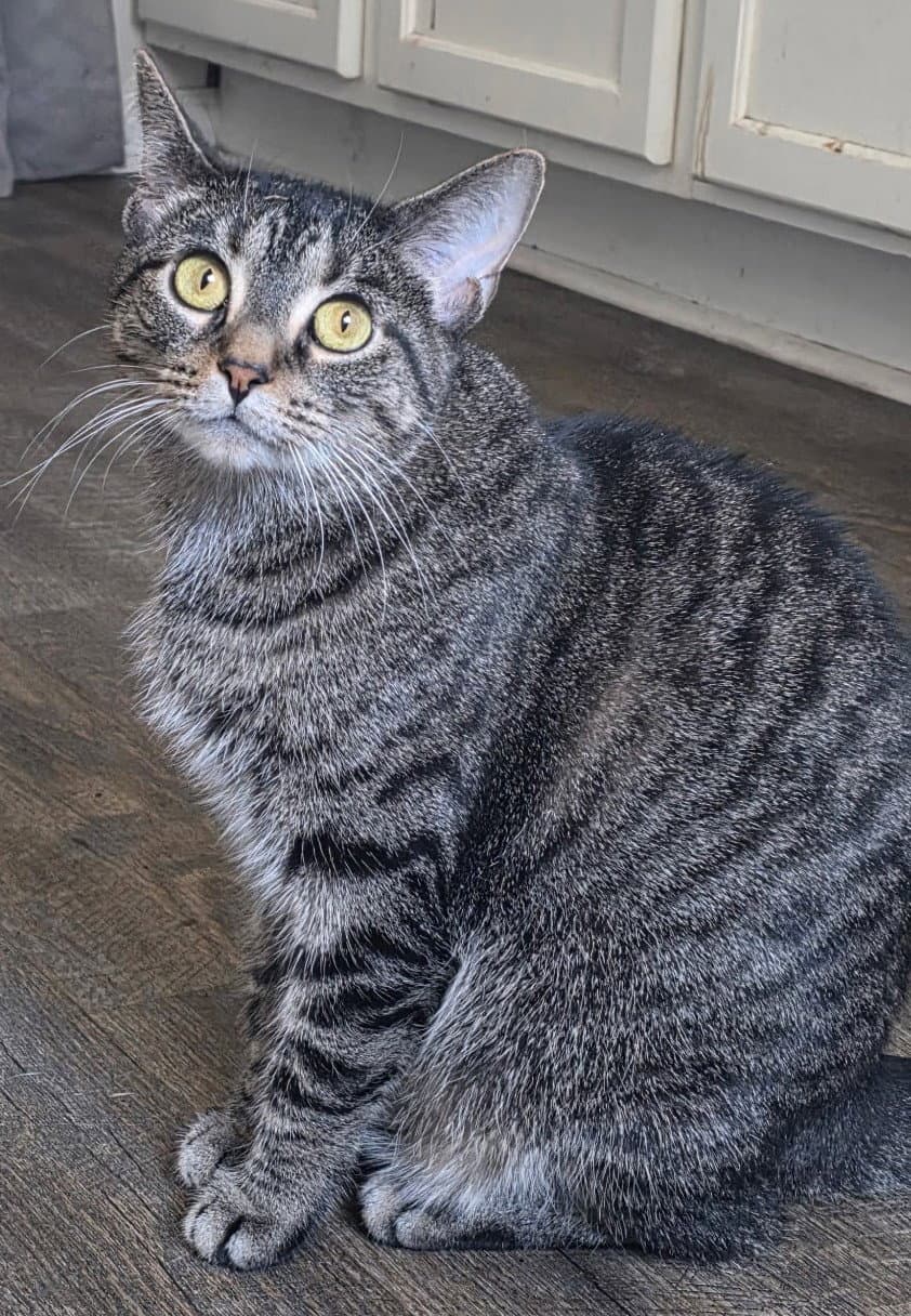 Arielle - Tabby