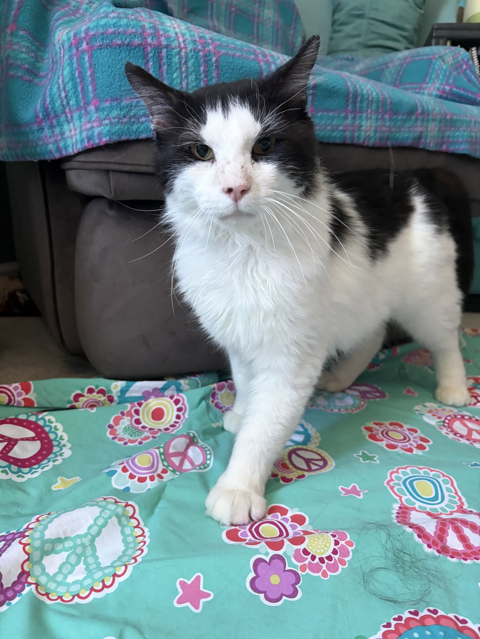 Gilbert - Domestic Long Hair