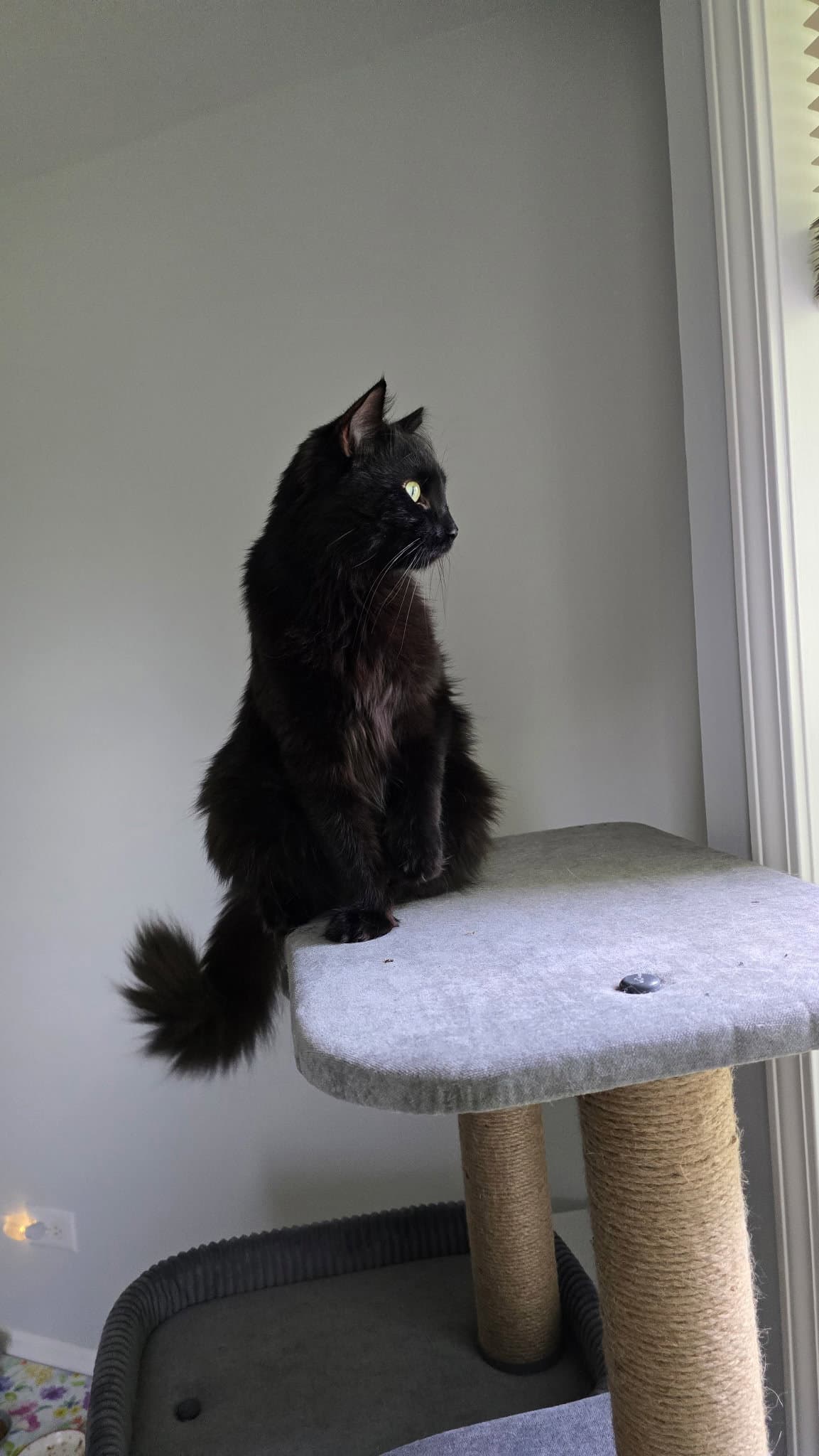 Dexy - Domestic Long Hair