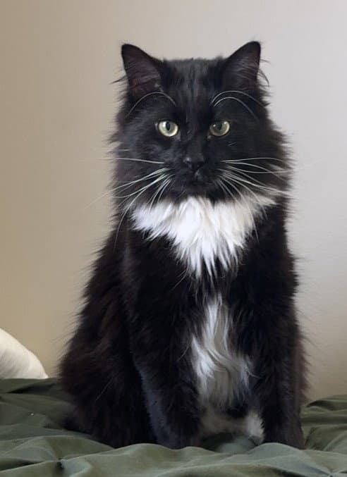 Aces - Maine Coon