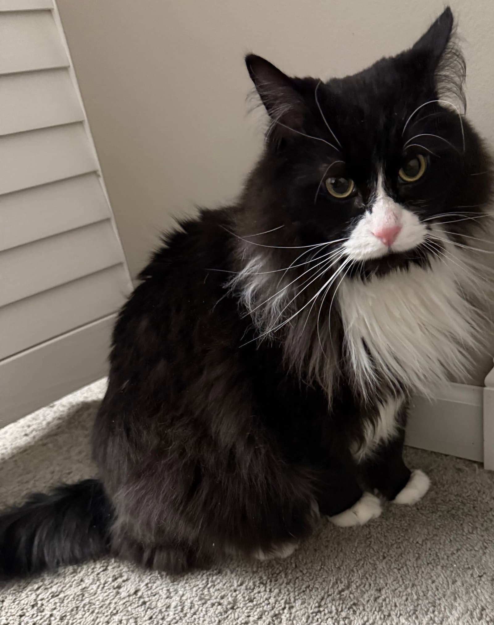 Spade - Maine Coon