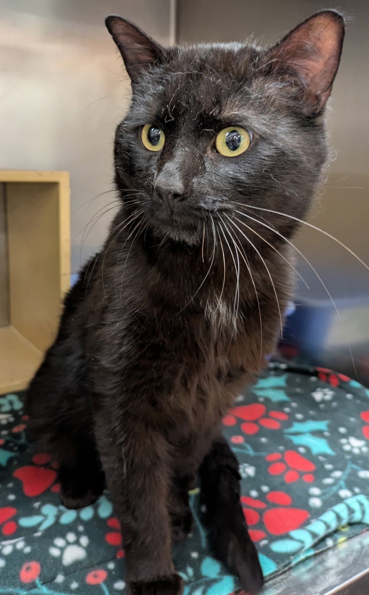 Zeus - Domestic Short Hair