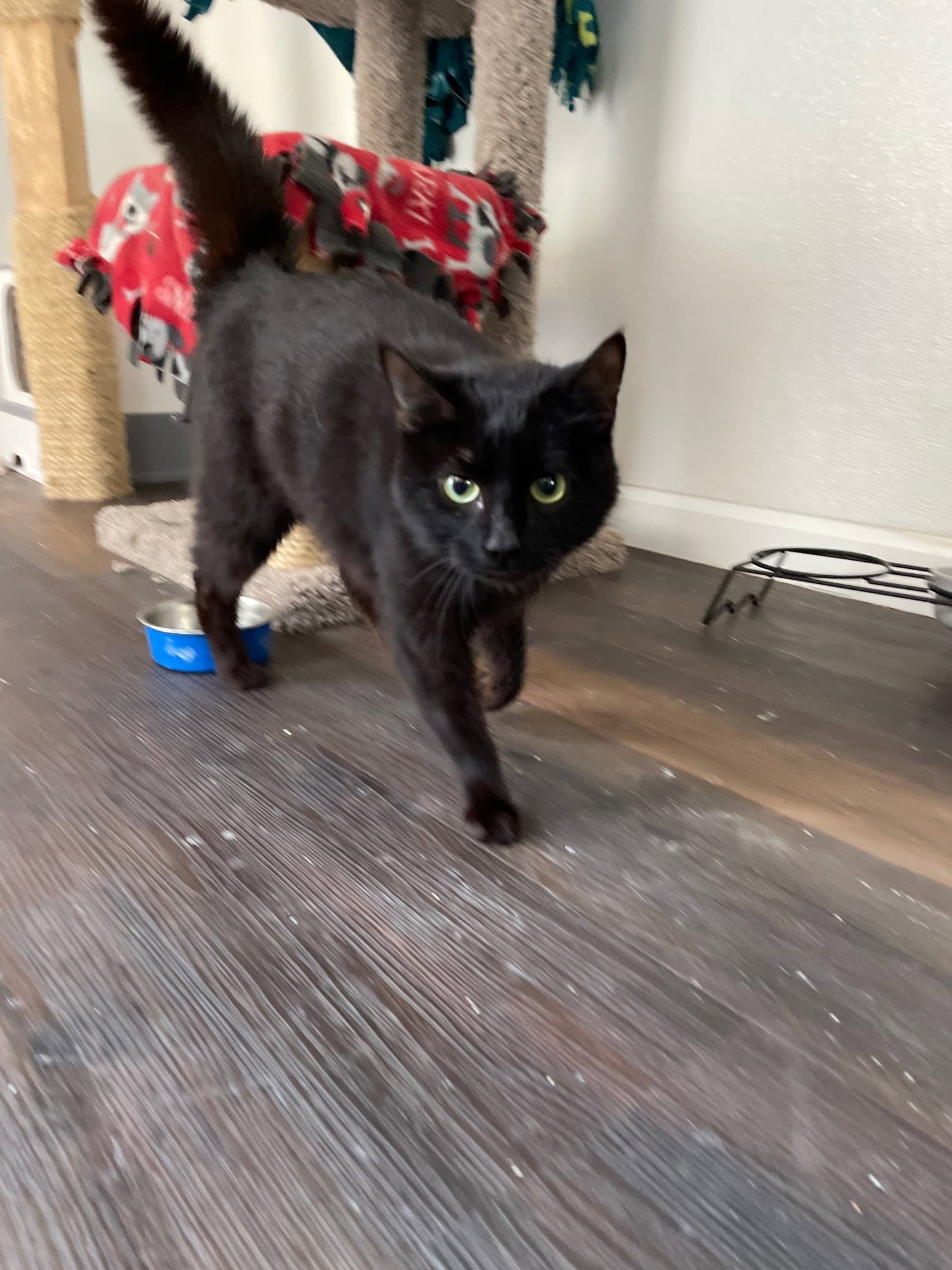 Balenciaga - Domestic Short Hair