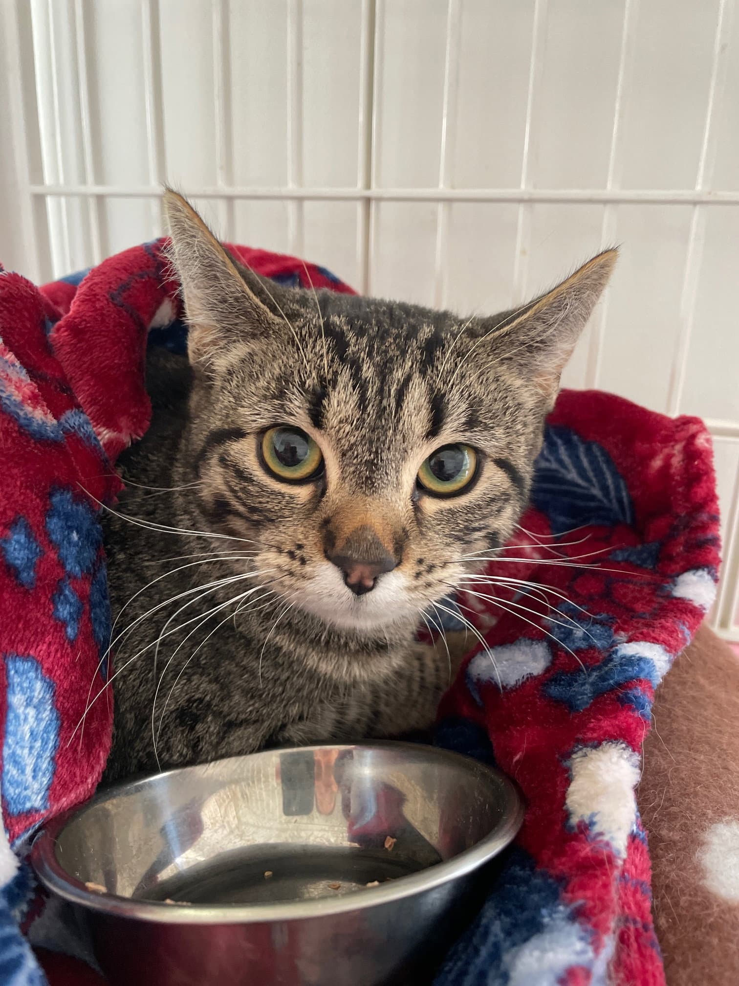 Chloe - Tabby
