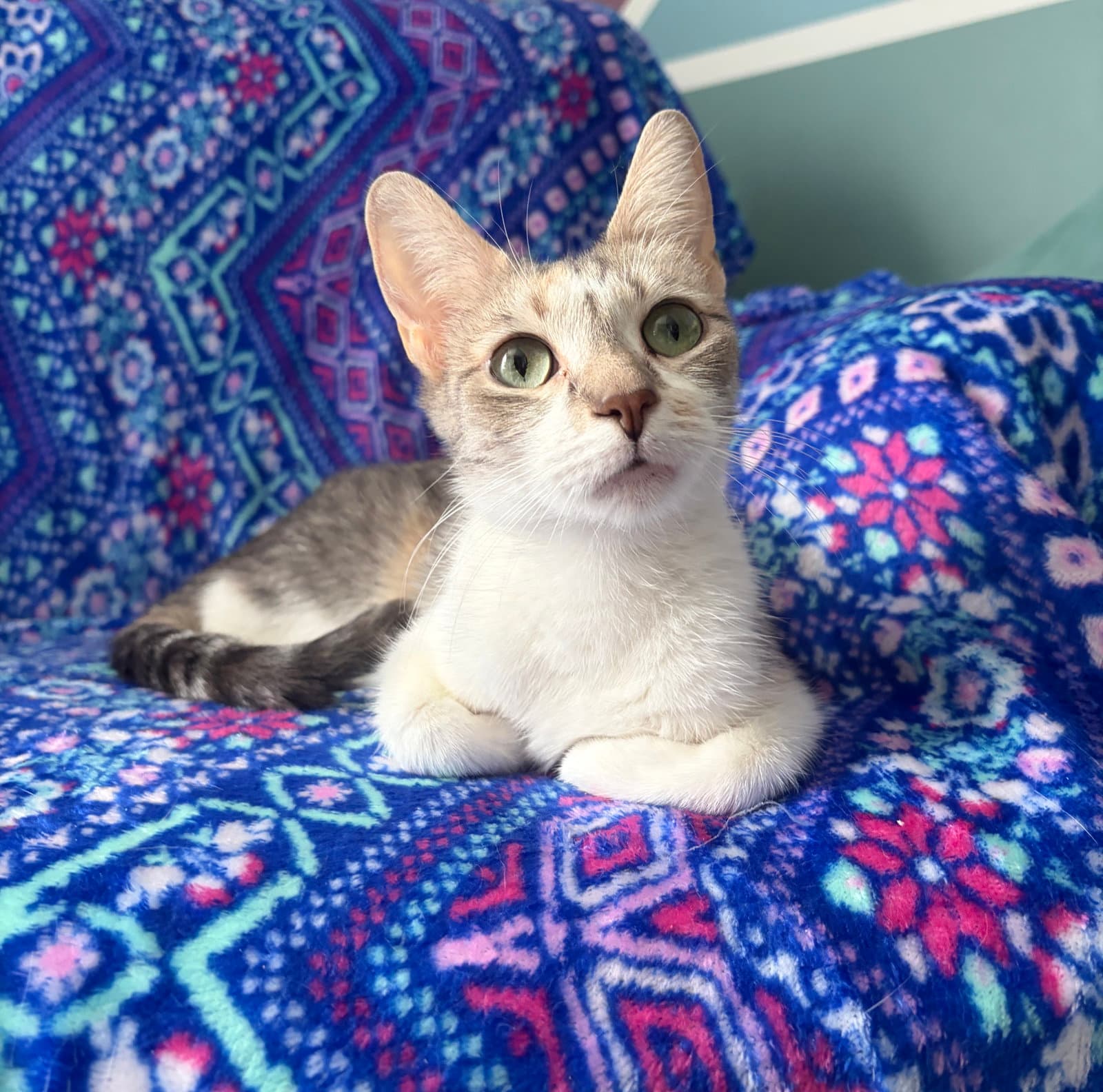 Jessie - Domestic Short Hair
