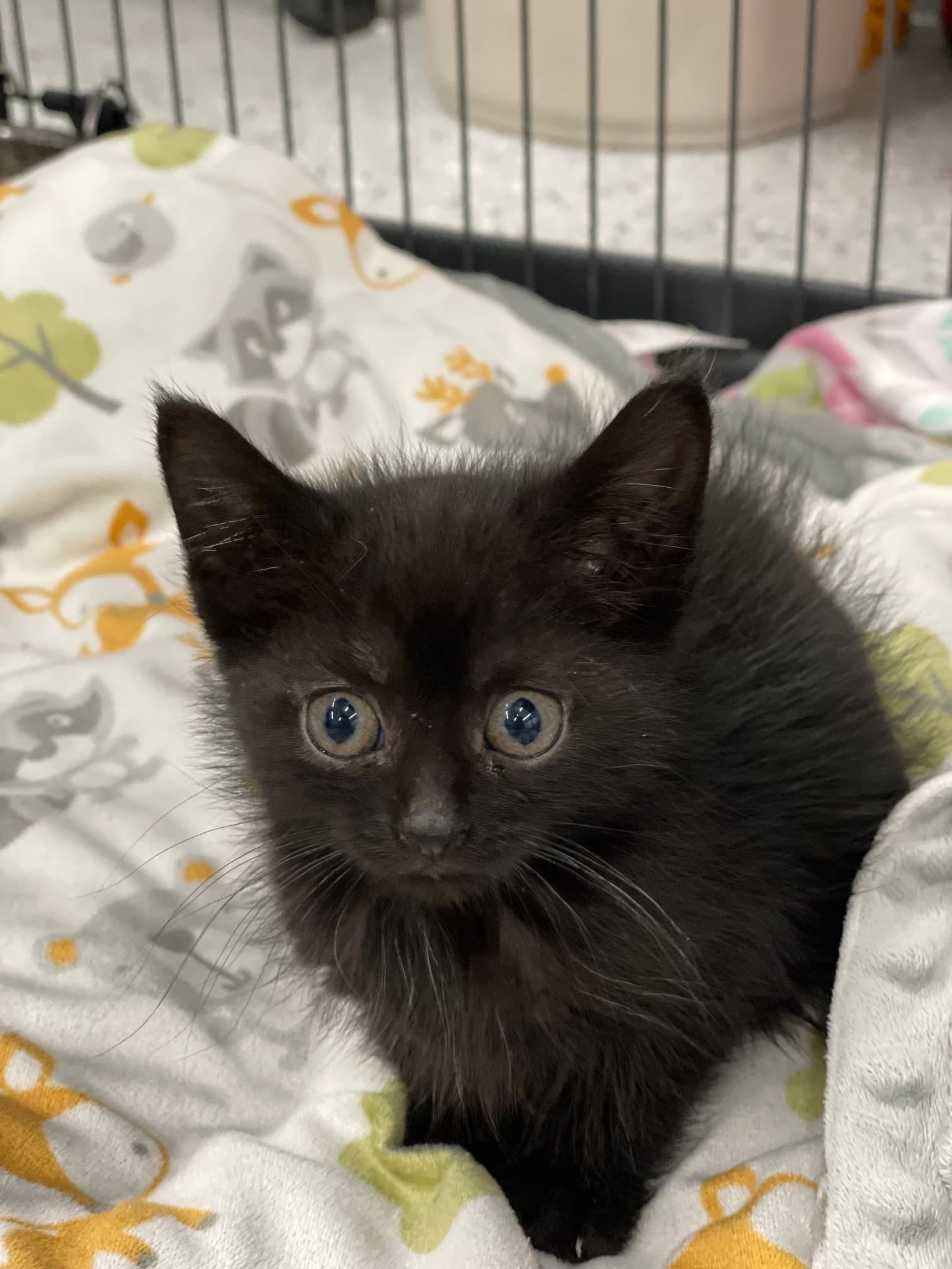Cloud - Domestic Short Hair