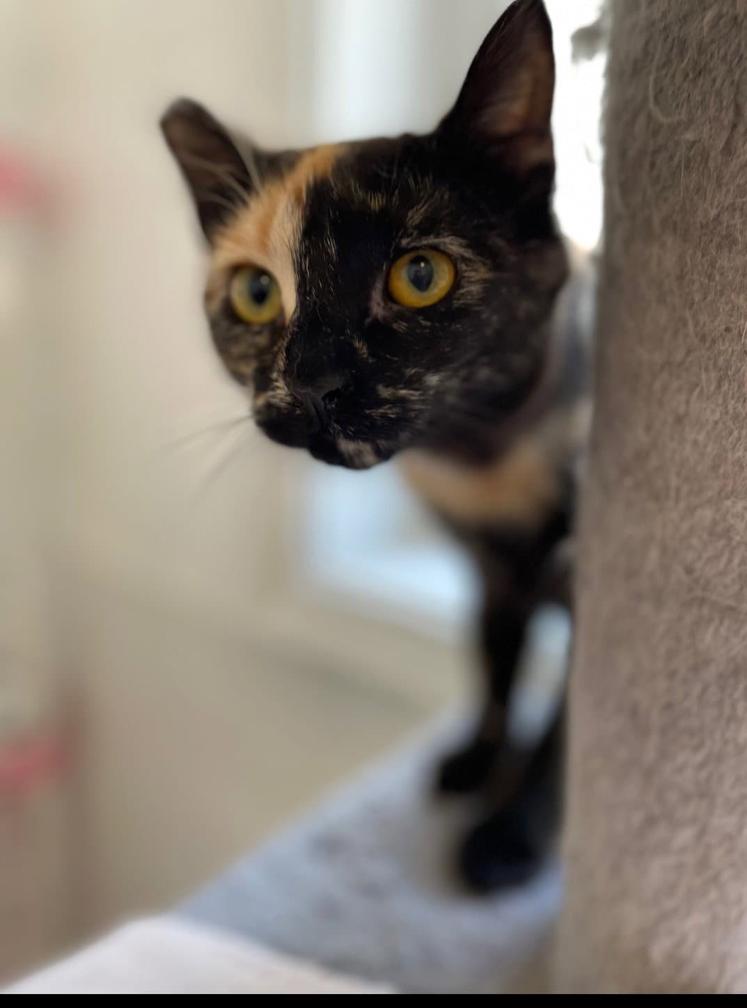 Lagertha - Tortoiseshell