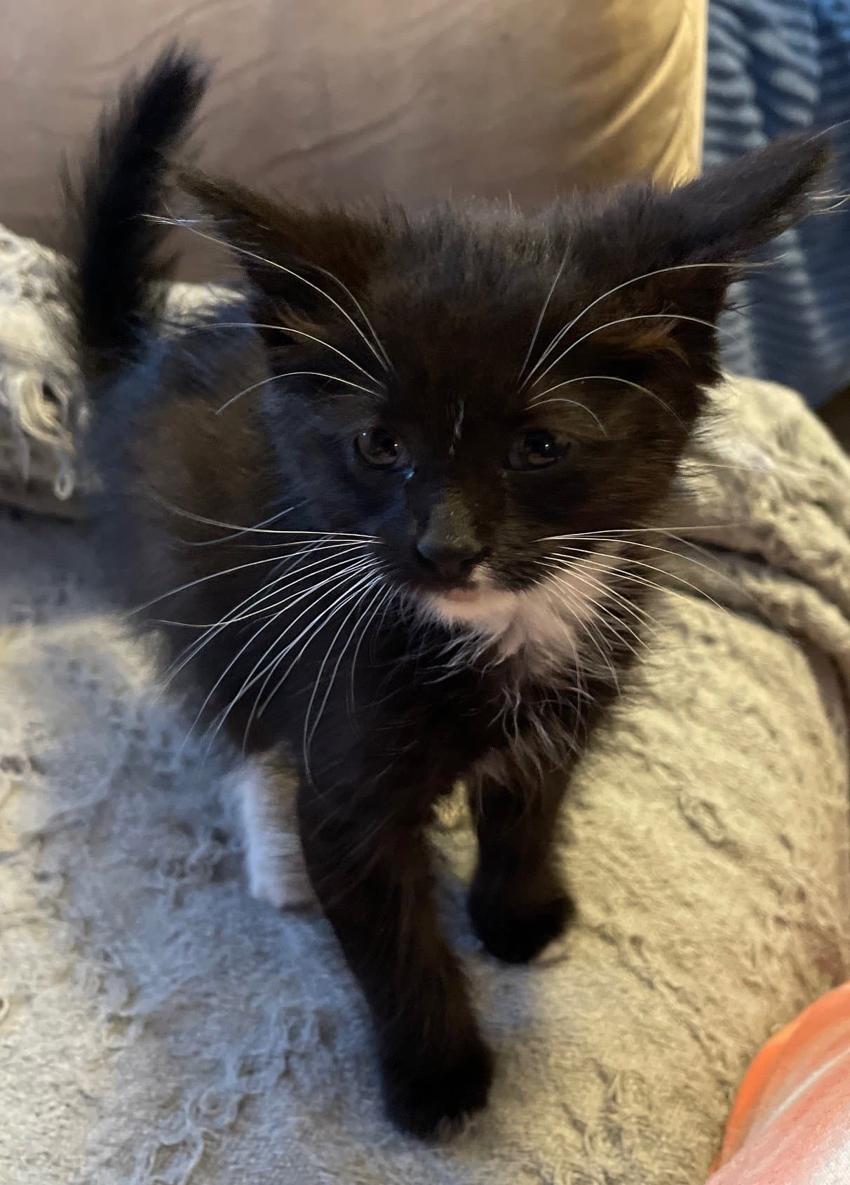 Mj - Domestic Short Hair