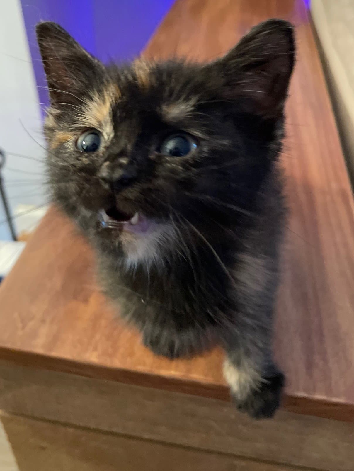 Charli - Tortoiseshell