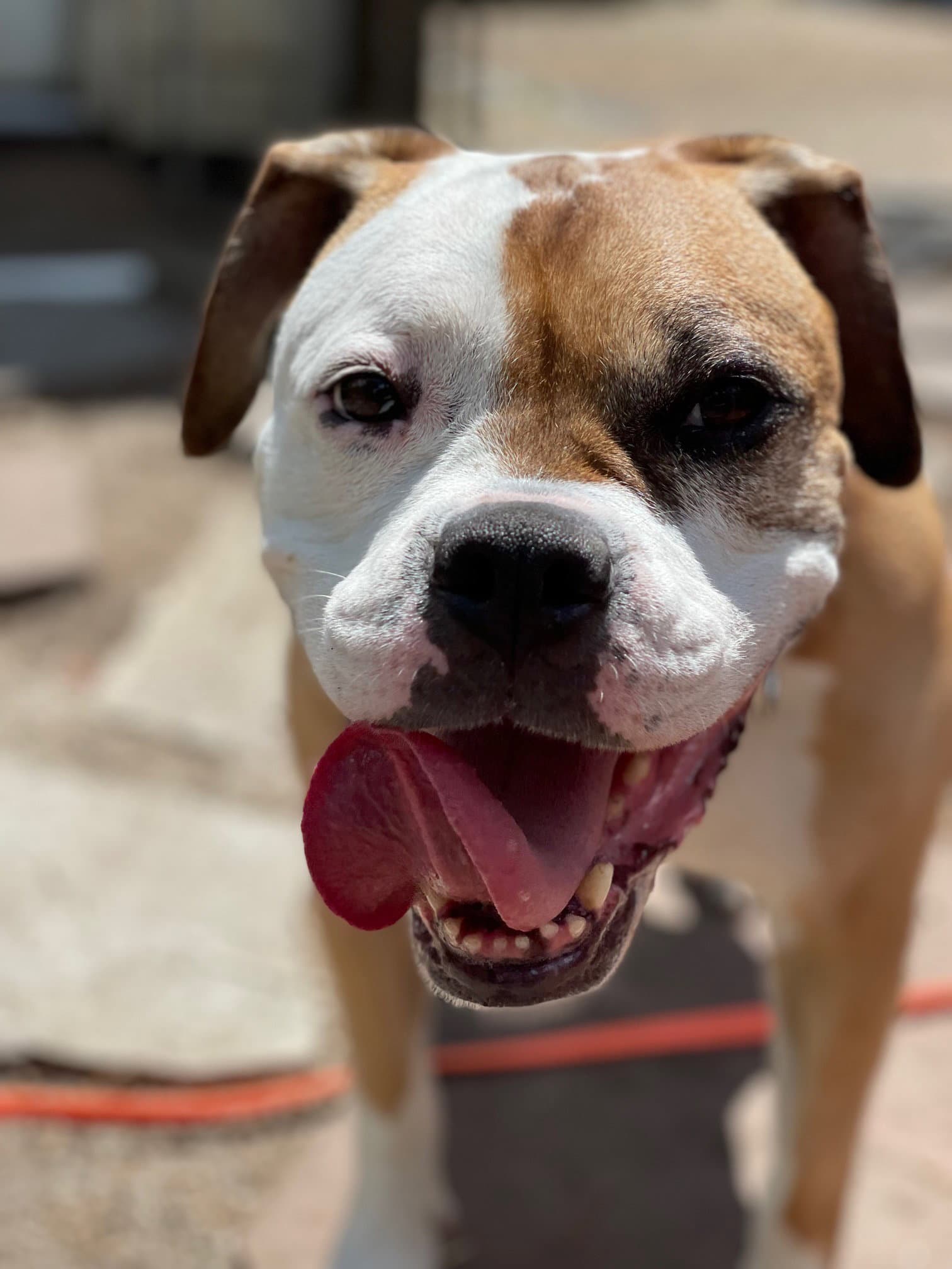 Jade - Bulldog