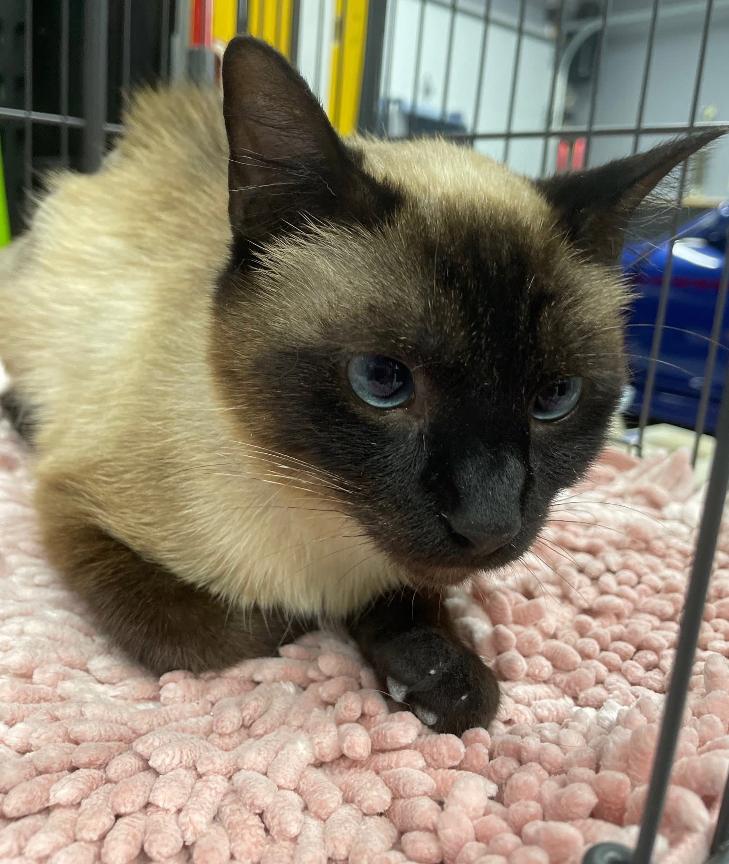 Canella - Siamese