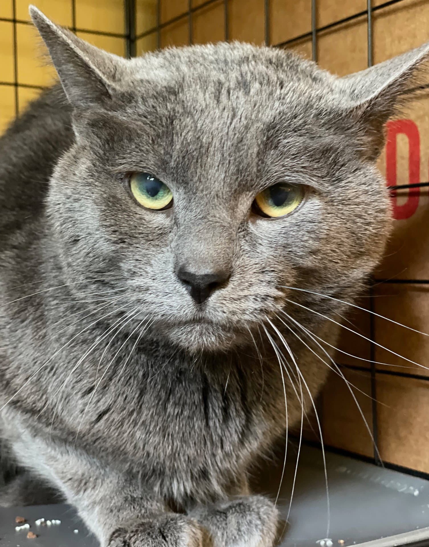 Indigo - Russian Blue