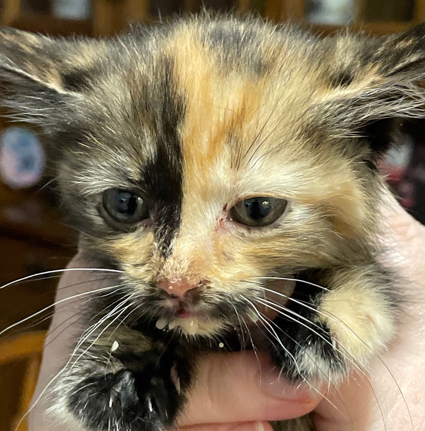 Galactica - Tortoiseshell