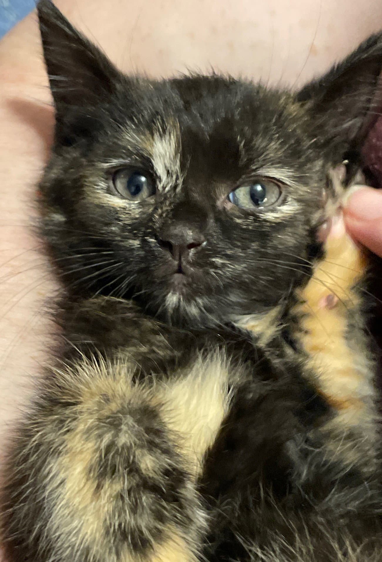 Starry - Tortoiseshell