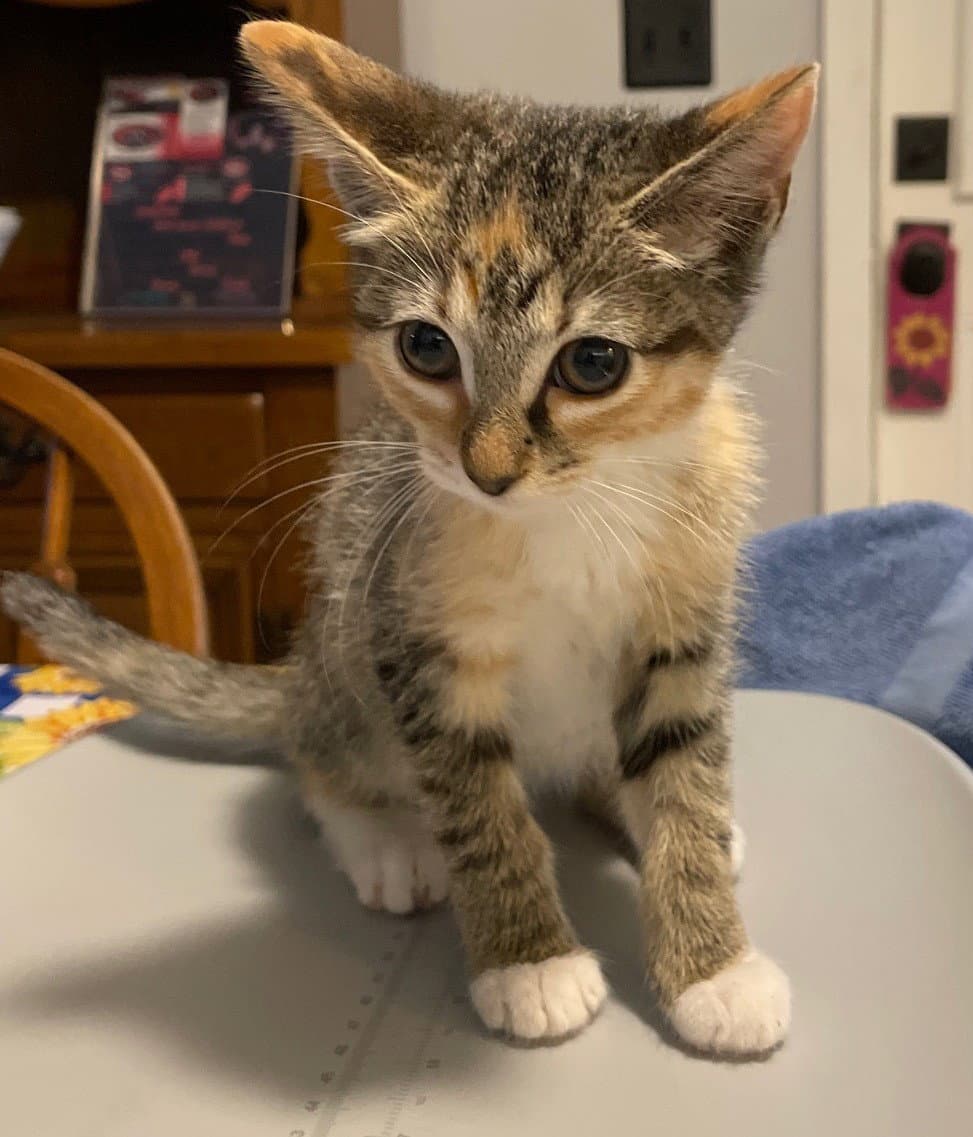 Autumn - Domestic Short Hair