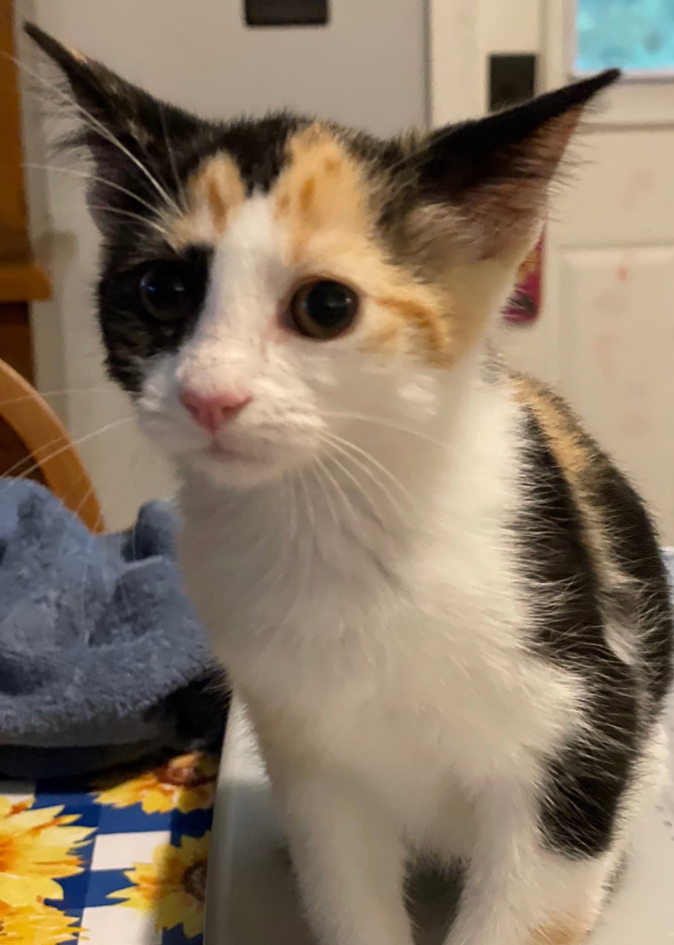 Smores - Domestic Short Hair