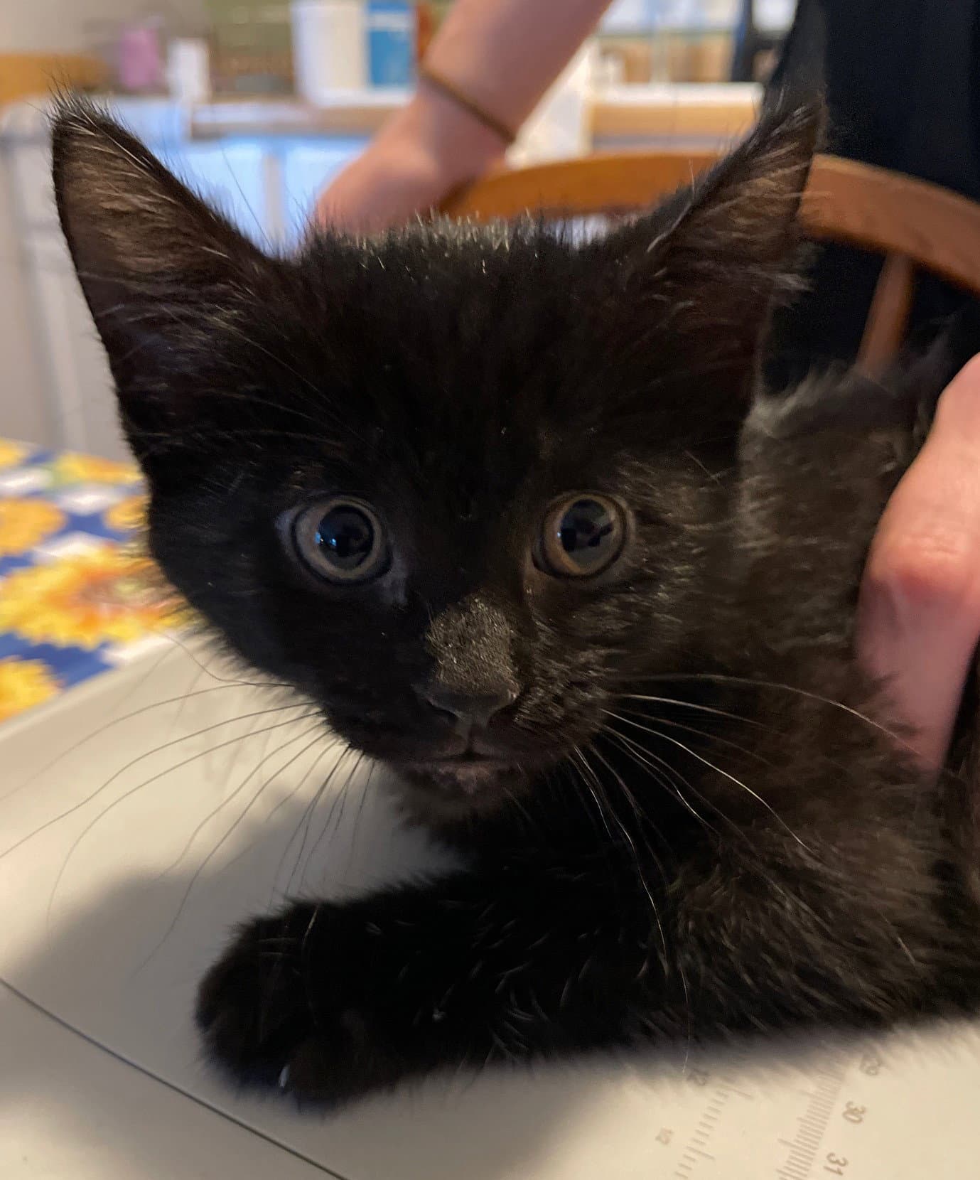 Ash - Domestic Short Hair
