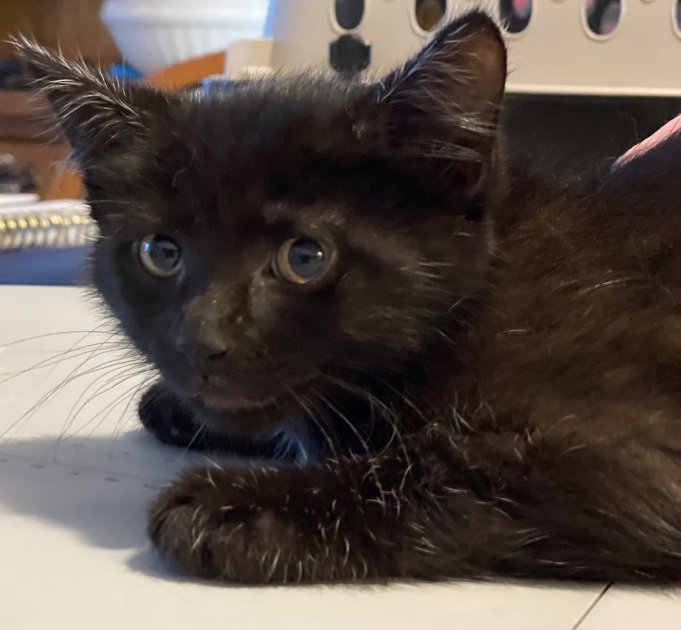 Starling - Domestic Short Hair