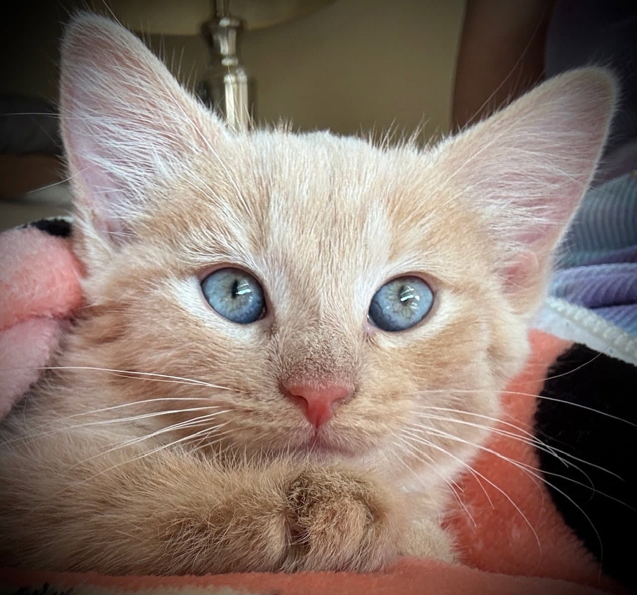 Millie - Tabby