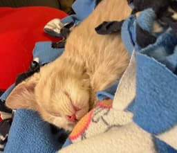 Millie image 3