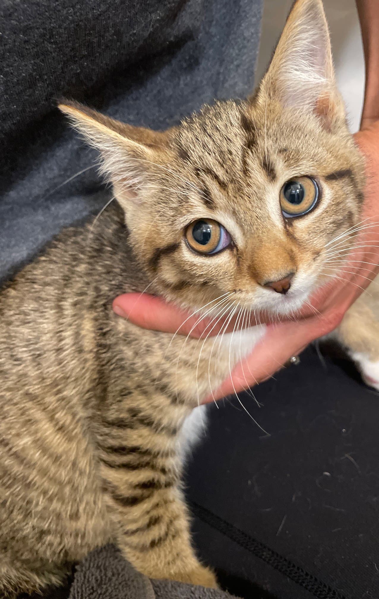 Maybelle - Tabby