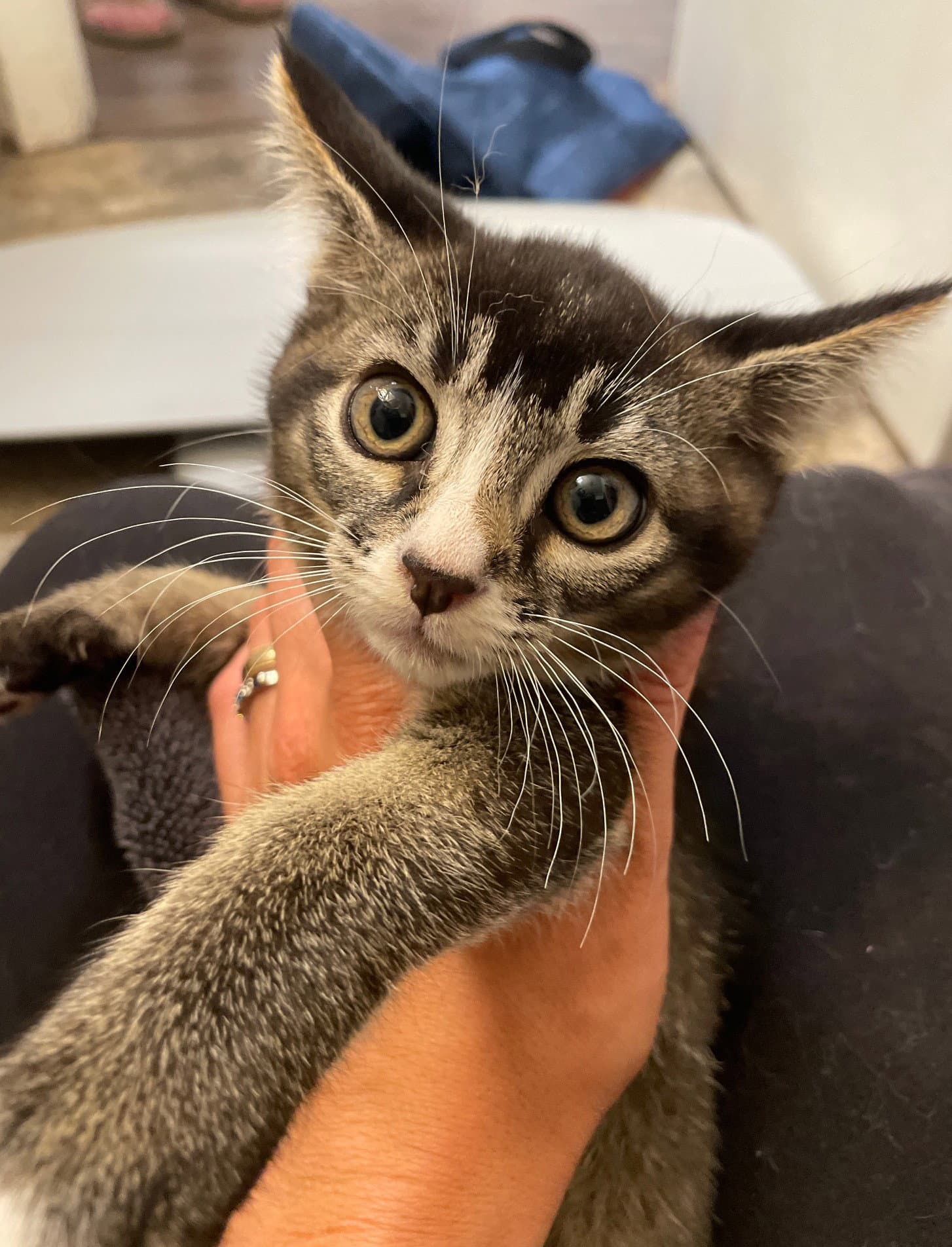 Myrtle - Tabby