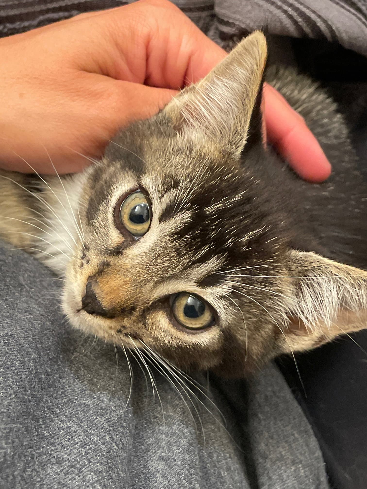 Merlin - Tabby