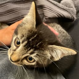 Merlin image 2