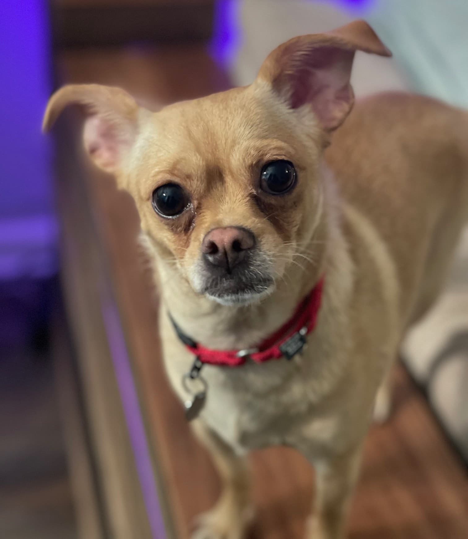 Chata - Chihuahua