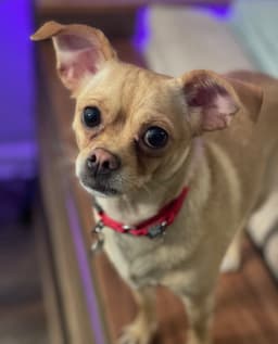 Chata image 4