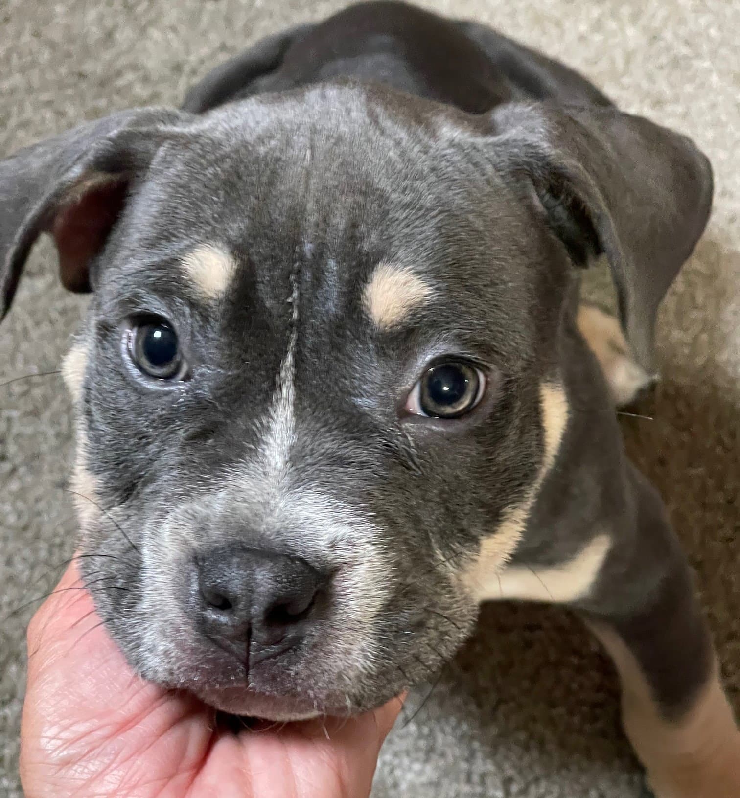 Lightning - Pit Bull Terrier