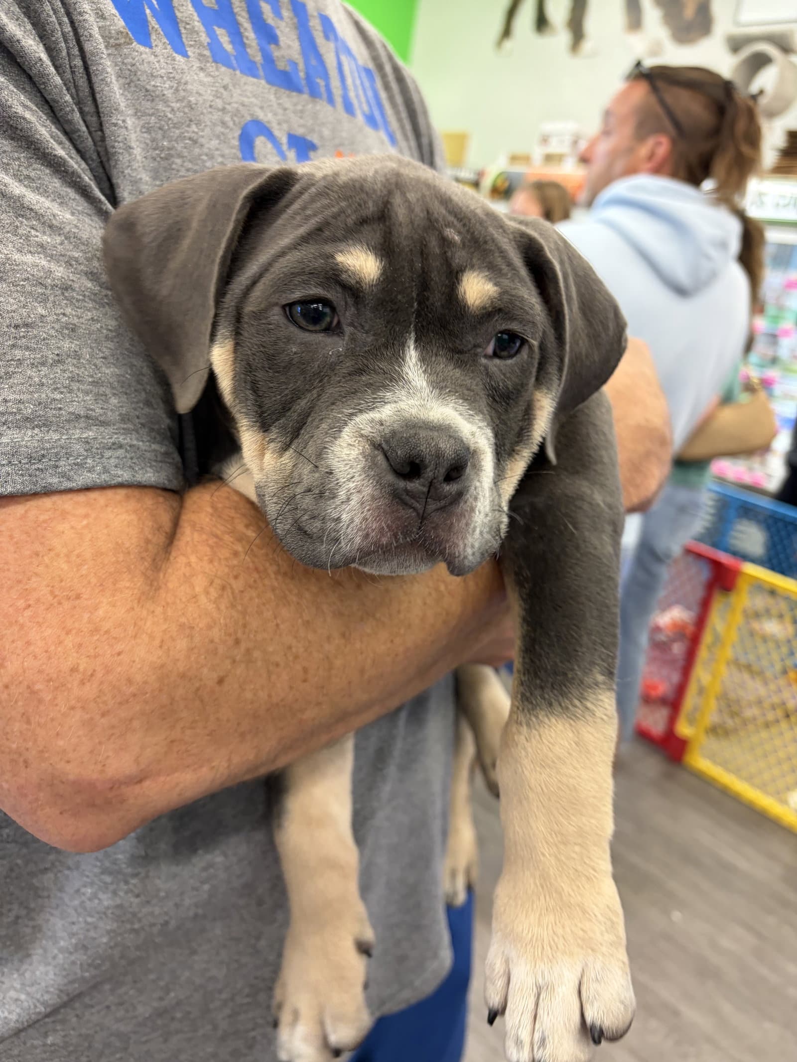 Lightning - Pit Bull Terrier
