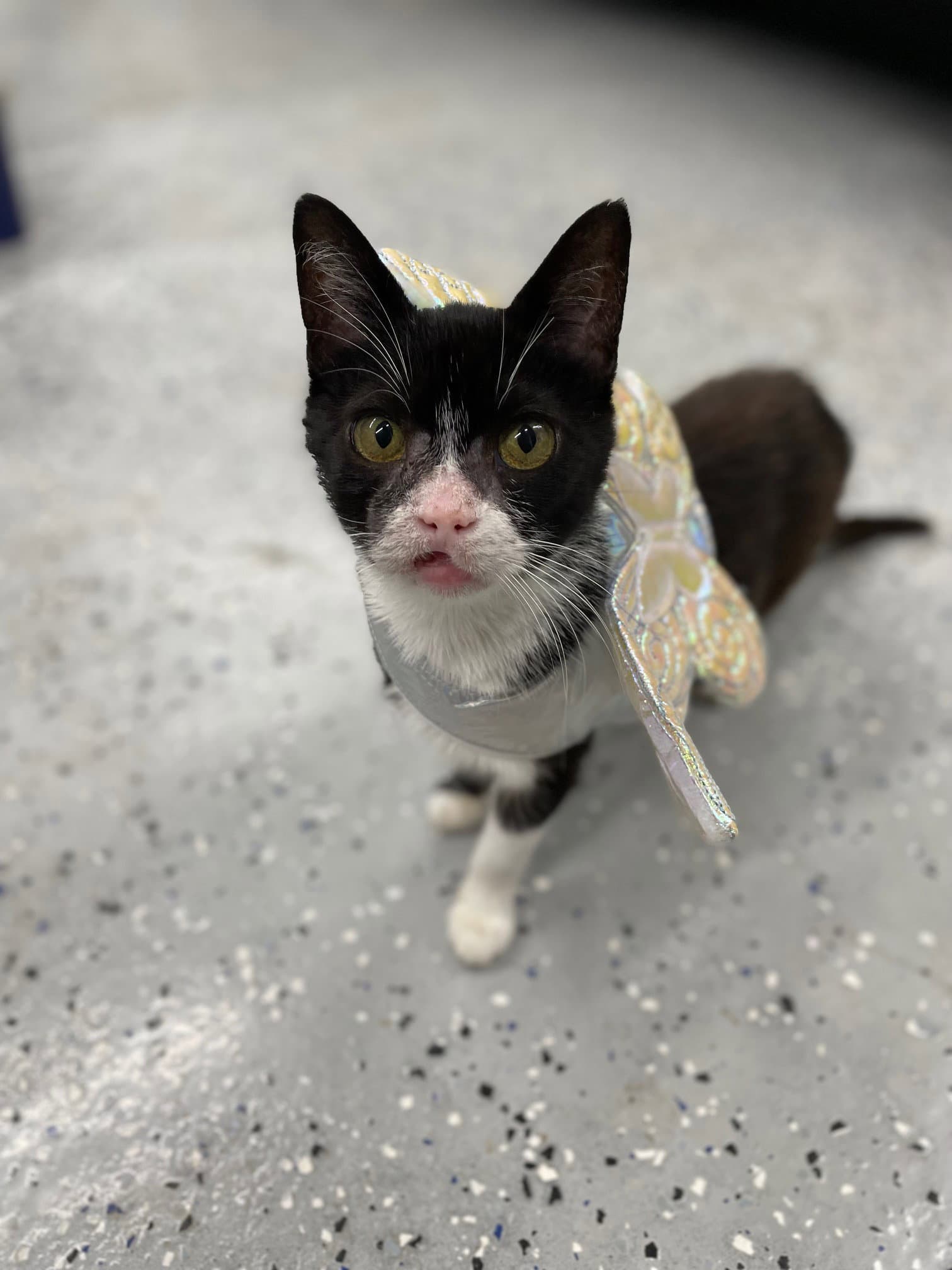 Oleander - Domestic Short Hair