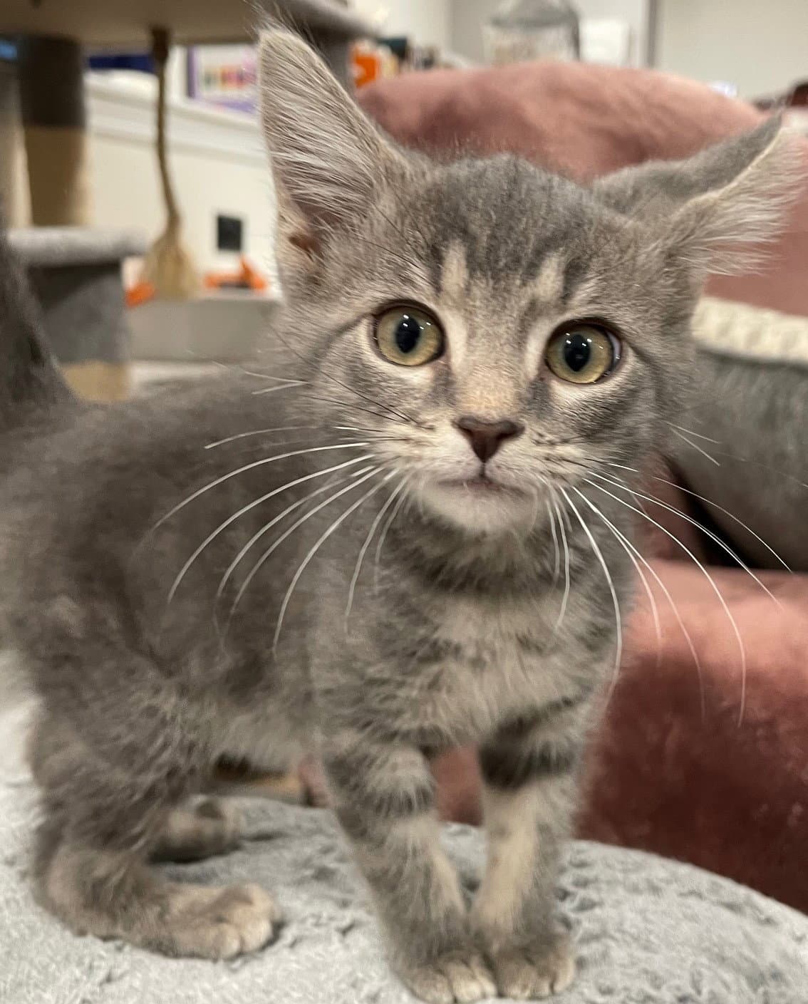 Luv - Tabby