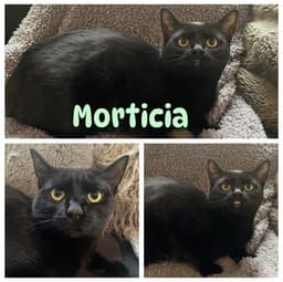 Morticia image 1