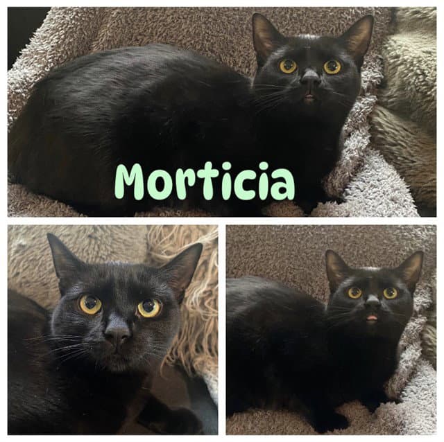 Morticia - Domestic Short Hair