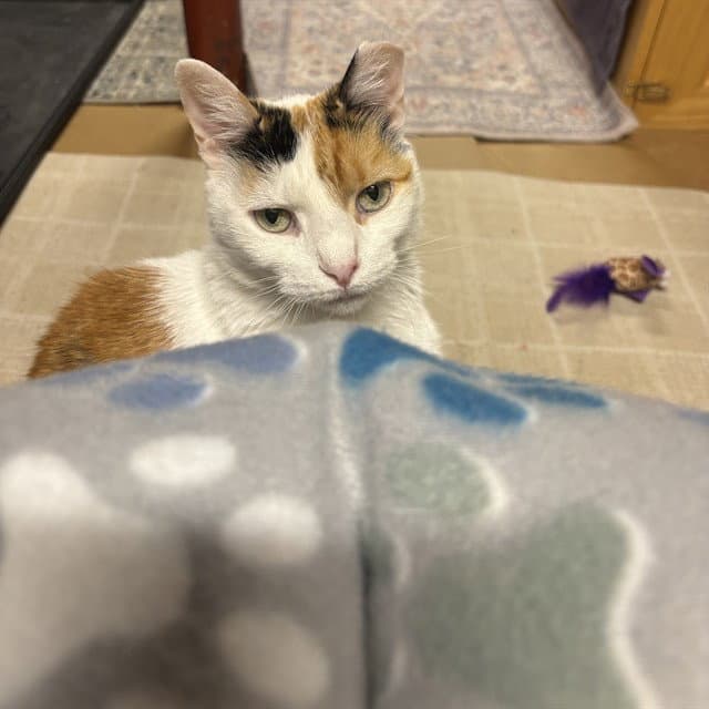 Lexi - Domestic Short Hair