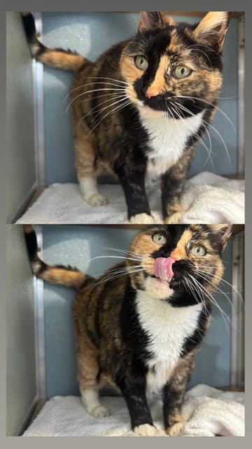 Sasha - Domestic Short Hair